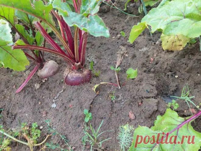 После чего нельзя сажать свеклу: неожиданный предшественник, который превращает корнеплоды в камень. Огородники знают: правильный выбор предшественника определяет урожай. Но мало кто задумывается, что некоторые культуры способны буквально испортить свеклу.