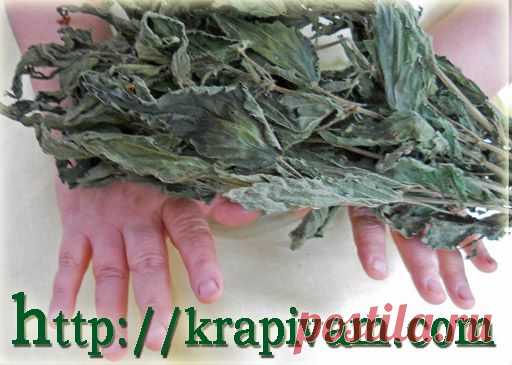 Крапива — сорняк? | krapivam.com