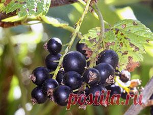 Черная смородина – посадка и уход, фото черной смородины, обрезка и размножение черной смородины; описание сортов черной смородины