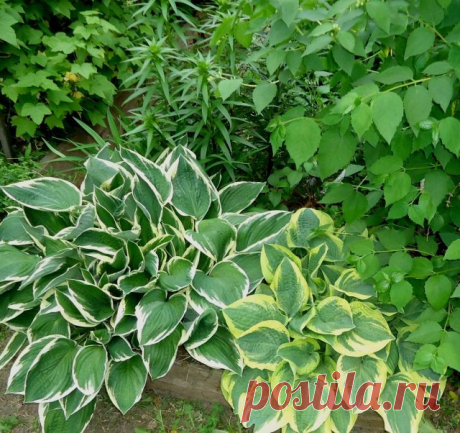 Хосты «Фрэнси» (Hosta ‘Francee’) и «Вайд Брим» (‘Wide Brim’)
