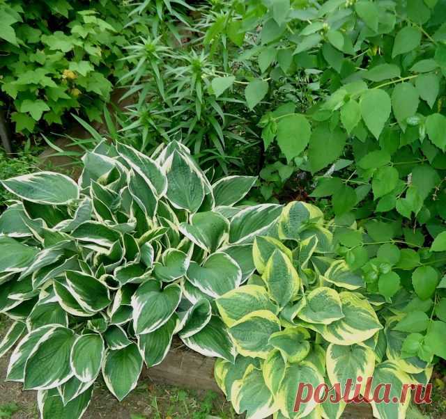 Хосты «Фрэнси» (Hosta ‘Francee’) и «Вайд Брим» (‘Wide Brim’)