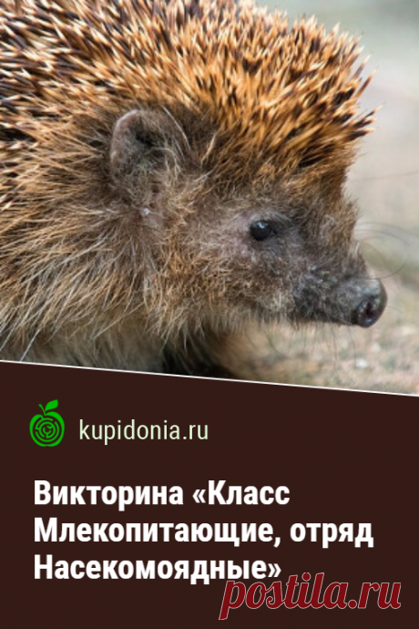 Викторина «Класс Млекопитающие, отряд Насекомоядные». Проверочный тест-викторина по биологии. Школьная программа. Пройди тест на сайте и проверь свои знания!