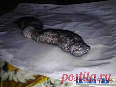 В Казахстане изучают странного &quot;червя из кокона&quot;