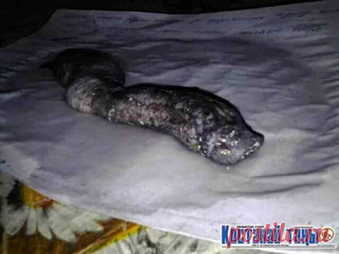 В Казахстане изучают странного "червя из кокона"