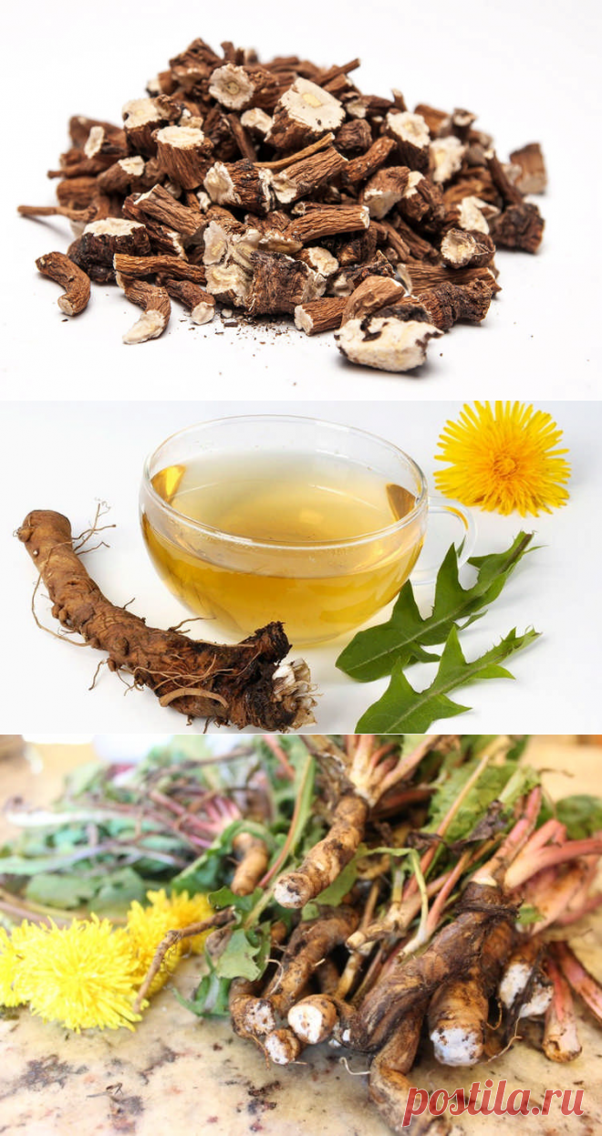 Чай из корней одуванчика: показания, противопоказания и рецепты