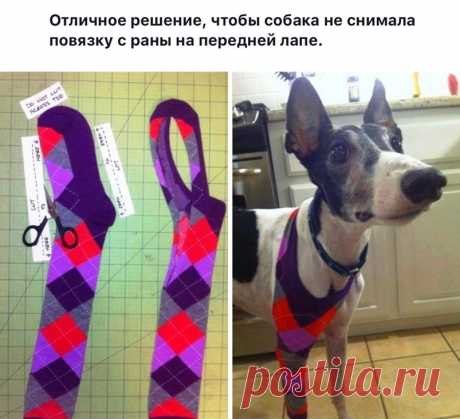 Чтобы собака не снимала повязку с раны на передней лапе