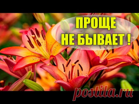 НЕВЕРОЯТНО! В 100 РАЗ БОЛЬШЕ ЛИЛИЙ ИЗ ОДНОЙ ЛУКОВИЦЫ!