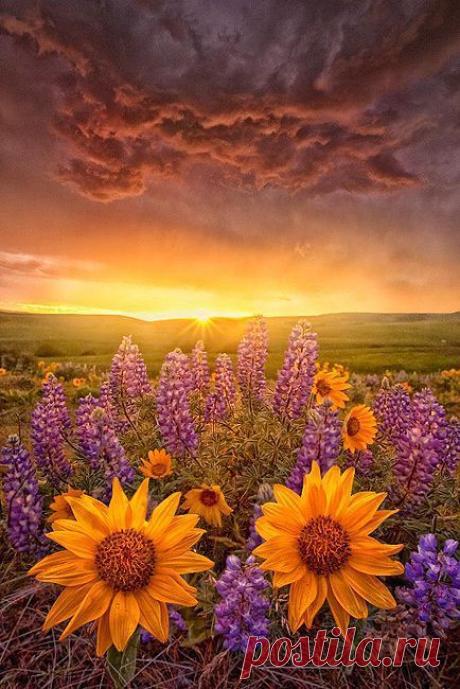 Sunrise | Pinterest: инструмент для поиска и хранения интересных идей