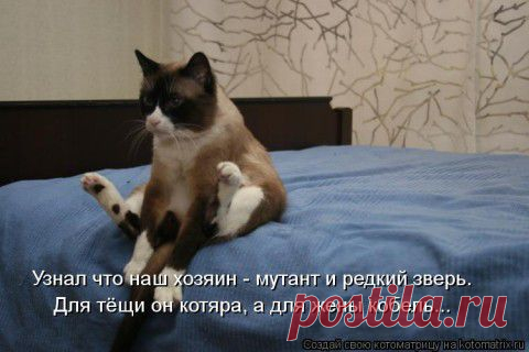 Наши забавные друзья 91 | Домохозяйки