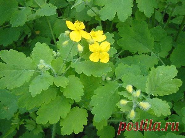 Лечение чистотелом эффективнее, чем любыми аптечными средствами - Журнал Советов У чистотела есть одна очень интересная особенность. Он сразу отыскивает корень болезни. Если сок или порошок поместить на биологически активную точку, то наблюдается мгновенная трансформация, перенос его к источнику болезни. У нас чистотел нередко называют русским женьшенем. Применять его можно в виде сока, отвара, настойки, экстракта. О целебных свойствах чистотела люди знают с древнейших времен. […]