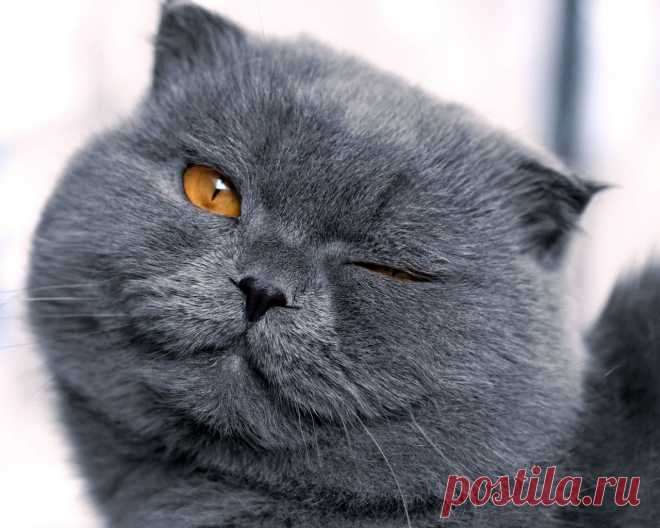 Обои для рабочего стола :Брутальные коты.