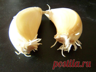 Озимый чеснок сажаем в … марте