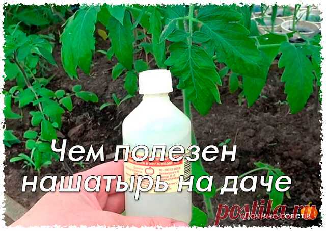 Чем полезен нашатырь на даче

1. От муравьев на кухне. 100 мл нашатырного спирта смешать с 1 л воды и протереть раствором полы и всю мебель, обязательно хорошенько проветрить. Непрошеные гости и носа в ваше жилище больше не сунут.

2. От тли в саду. 2 ст. ложки нашатырного спирта развести в 1 ведре воды, добавить 1 ст. ложку стирального порошка или шампуня (чтобы раствор лучше прилипал к веткам) и обработать растения.

3. От луковой и морковной мухи. Эти вредители способны...