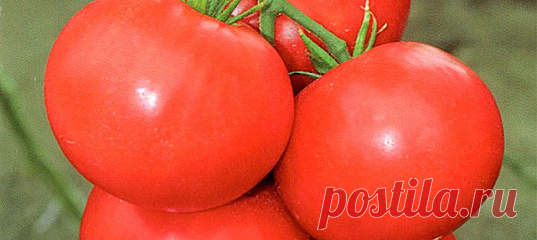 Томат Архимед F1, 10 шт. Эксклюзив Для открытого грунта. Растение крепкое, детерминантного типа, хорошо облиственное. Раннеспелый, от всходов до созревания 98-105 дней. Плоды насыщенног...