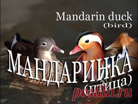 Мандаринка — Mandarin duck