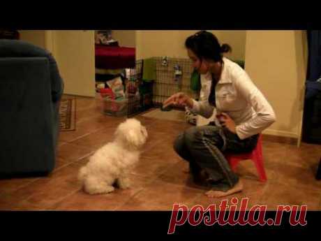 MISO My Dog Bichon Frise 1year old