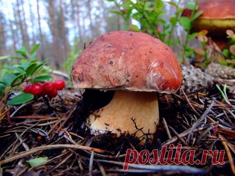 Сосновый белый