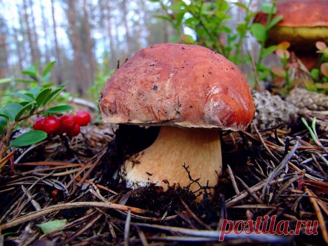 Сосновый белый