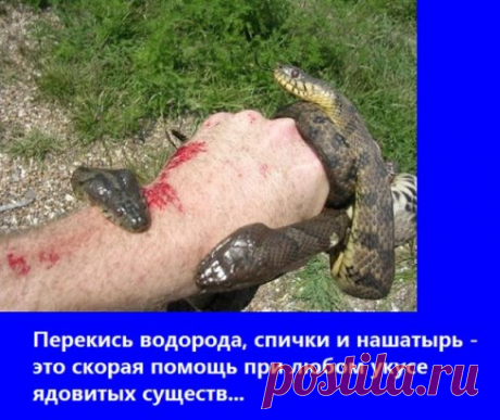 ПОЛЕЗНОСТИ
---------------------------------------------------
Скоро сезон, всем на заметку! 
 Перекись водорода, спички и нашатырь - это скорая помощь при любом укусе ядовитых существ. 
Если укусила змея то промывать перекисью, она окисляет любую органику. Если жалят перепончатокрылые ( осы, пчелы, шмели и т.д.) то приложить мини-компресс из нашатыря, аммиак отлично нейтрализует яды этих насекомых. 
Если укусили паукообразные, в течение минуты-двух прижечь место укуса спи...