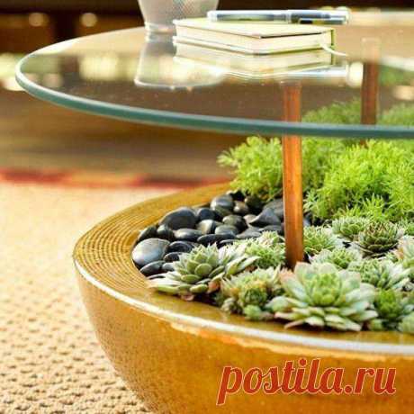 Суккуленты – живой декор для дома своими руками