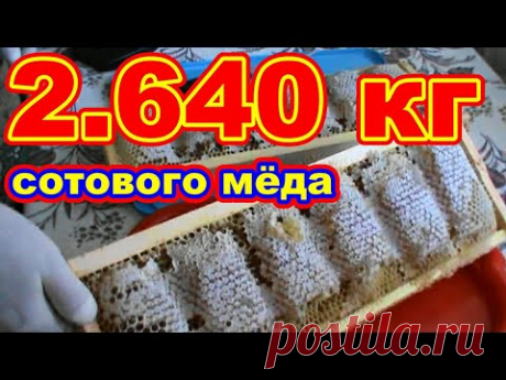 2 640 кг рамка СОТОВОГО МЁДА !!! 145 дадан ! Извлекаем проволоку из рамки для нарезки сотового мёда - YouTube