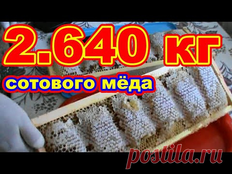 2 640 кг рамка СОТОВОГО МЁДА !!! 145 дадан ! Извлекаем проволоку из рамки для нарезки сотового мёда - YouTube