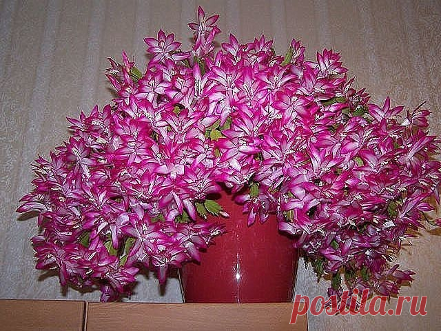 МАЛЕНЬКАЯ ХИТРОСТЬ: ЧТОБЫ ЦВЕТЫ В ДОМЕ ЦВЕЛИ ПЫШНО И ДОЛГО!