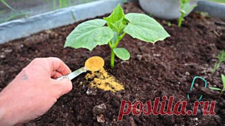 Просто отлично прикопать под молодые огурцы такой порошок. Урожай порадует, а болезней и вредителей не увидите. | Сад огород life | Дзен