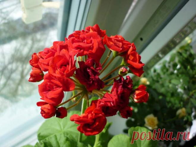 Пища для цветов | Четыре вкуса