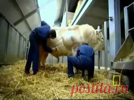 Чудовищные ГМО-быки реальность!!! .