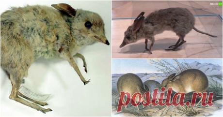 За что так смешно обозвали этих чудных животных? Выхухоль, свиноногий бандикут и остальная компания ждут вас в этом посте!