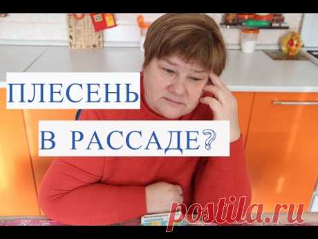 Как избавиться от плесени на рассаде.