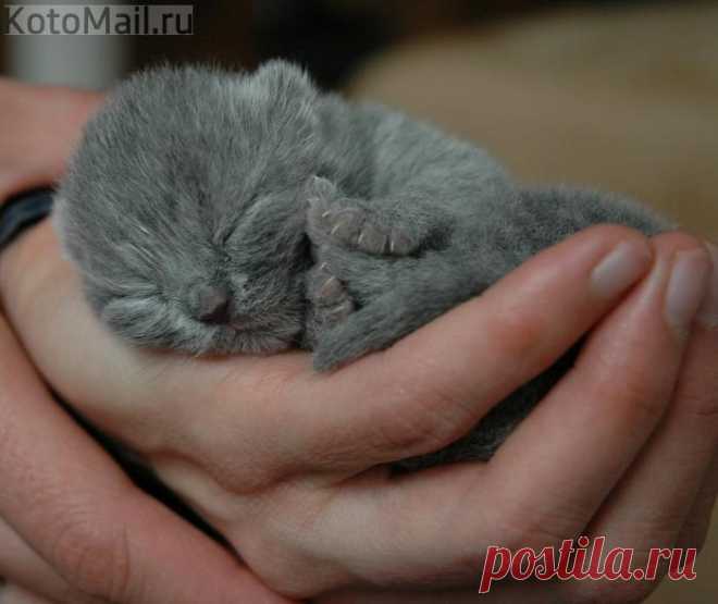 Колыбель