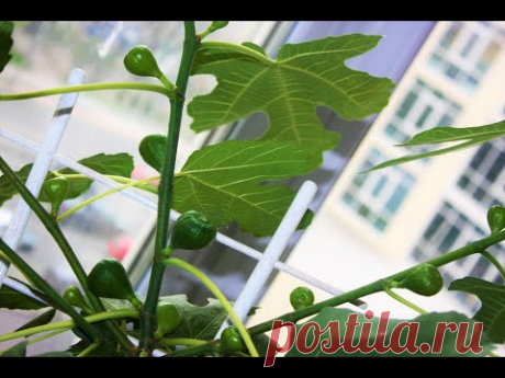 Как вырастить Инжир в домашних условиях.Часть4 - YouTube