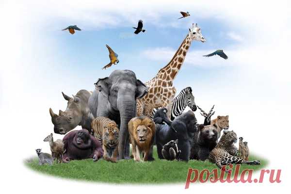 Ароморфозы млекопитающих: Ключевые эволюционные прорывы