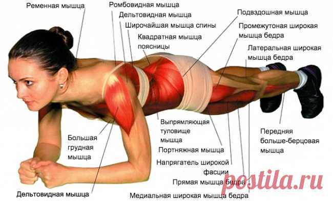 Лучшее упражнение на все времена