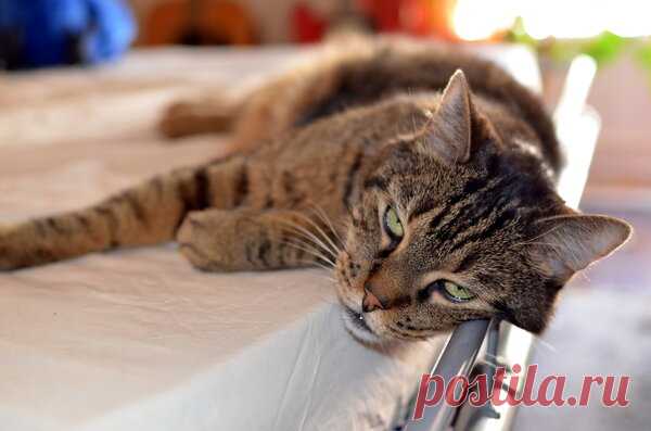 5 качеств, которые стоит перенять у кошек | Зверополис | Яндекс Дзен