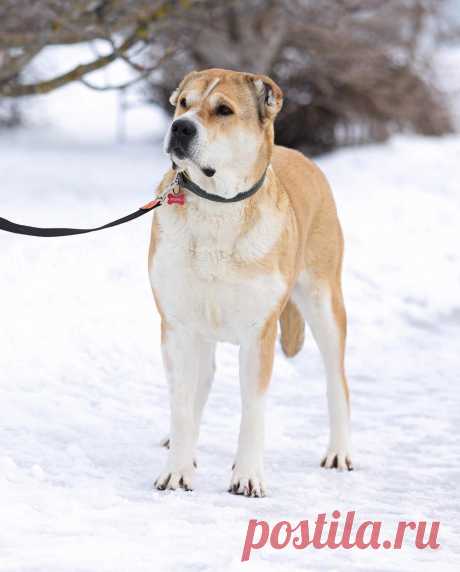 Красавица и умница собака Мира в добрые руки. Москва. МО.
Порода: Алабай. Ей примерно 3 года. Вес около 70 кг, рост в холке 80 см. Стерилизована, привита, обработана от паразитов. Характер адекватный, без агрессии. Спокойная, тихая.
Мира была брошена хозяином, по причине - постоянно сбегала с участка "такая собака не нужна". Куратор: 89035780735 Алла