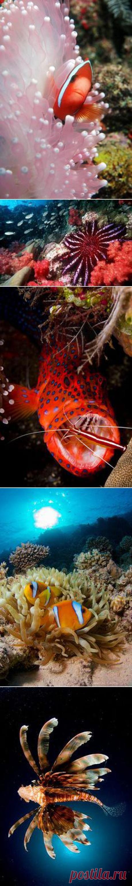 Пины с сайта 100leaguesunderthesea.tumblr.com в Pinterest
