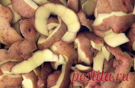 КАРТОФЕЛЬНЫЕ ОЧИСТКИ В ОГОРОД 
Стоит в межсезонье собирать картофельные очистки и весной вывозить на дачу, чтобы затем компостировать. Зимой можно не только морозить, но и сушить. 
1. Если хотите получить большой урожай смородины, и чтобы ее ягоды были величиной с вишню, не поленитесь — накопите к весне картофельной кожуры. Ведь она являются источником крахмала, а также глюкозы, которые так нравятся этому кустарнику. В течение весенне-летнего сезона сухие картофельные очис...