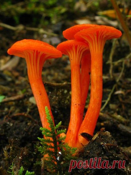 Lady Puke приколол(а) это к доске Plants &amp; Fungi