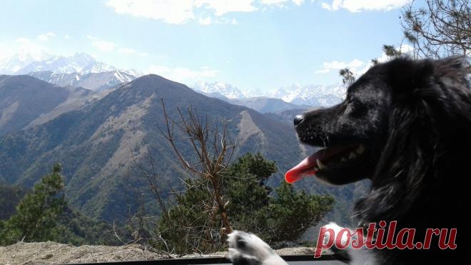 Девушка заметила шевеление под кузовом своего авто. Там сидела испуганная собака…