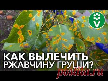 РЖАВЧИНА ГРУШИ: полная схема обработок с весны до осени