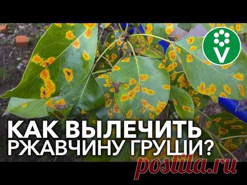 РЖАВЧИНА ГРУШИ: полная схема обработок с весны до осени
