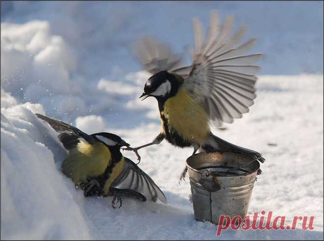 фото с синичками и ведром