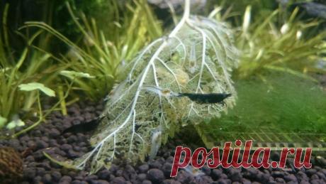 Neocaridina Davidi (Heteropoda) или креветки вишни, но совсем не вишни - Креветки - Аквариумистика в Узбекистане