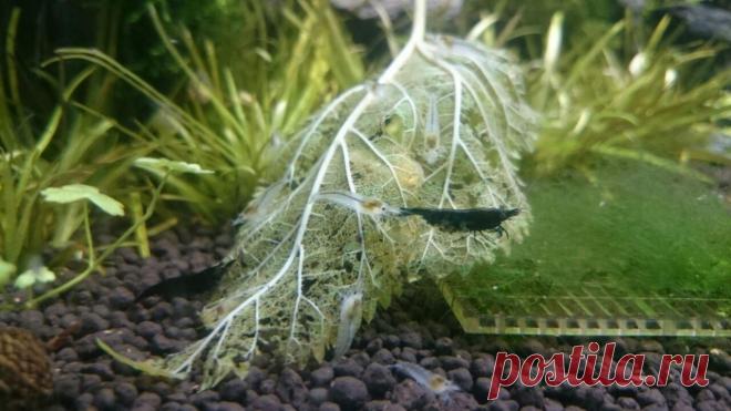 Neocaridina Davidi (Heteropoda) или креветки вишни, но совсем не вишни - Креветки - Аквариумистика в Узбекистане