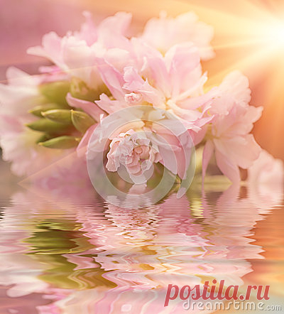 Flower Reflection Stock Photos, Images, & Pictures – (31,415 Images)