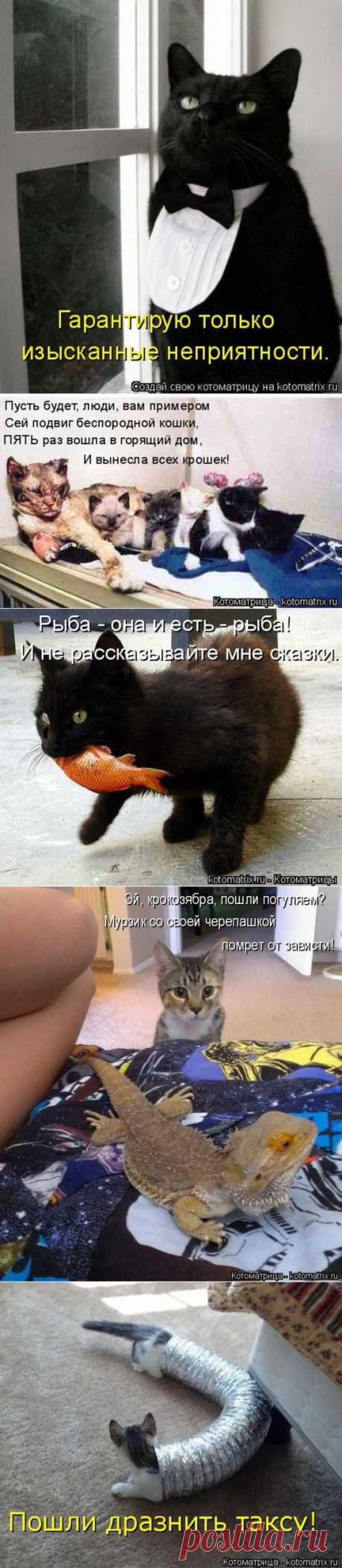Подборка котоматриц недели