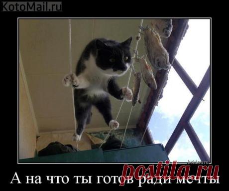 Ради мечты